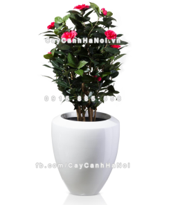 chau composite trong cay cao cap anber 1138trang bong 1