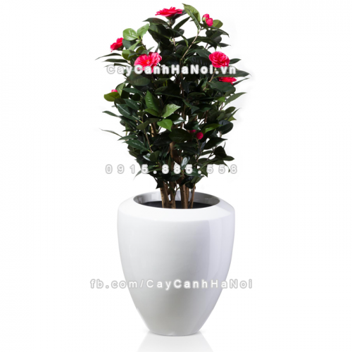 chau_composite_trong_cay_cao_cap_anber_1138trang_bong-1