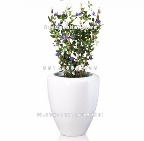 chau_composite_trong_cay_cao_cap_anber_1138trang_bong-2