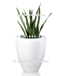 chau composite trong cay cao cap anber 1138trang bong 6