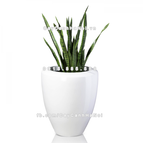 chau_composite_trong_cay_cao_cap_anber_1138trang_bong-6