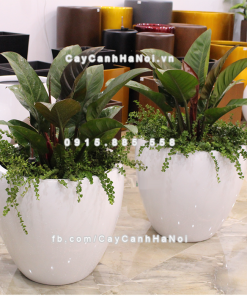 Chậu composite trồng cây cao cấp Anber 1151 (Trắng bóng) 2 chau composite trong cay cao cap anber 1151trang bong 3