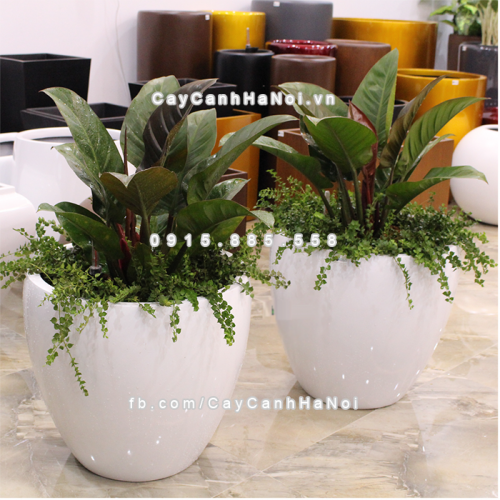 chau_composite_trong_cay_cao_cap_anber_1151trang_bong-3