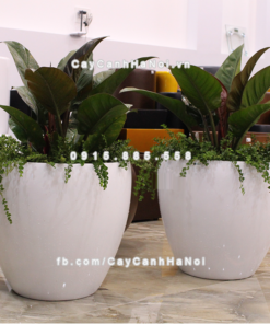 Chậu composite trồng cây cao cấp Anber 1151 (Trắng bóng) 3 chau composite trong cay cao cap anber 1151trang bong 4