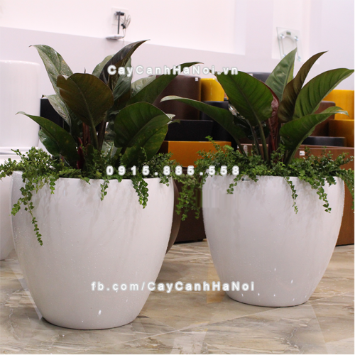 chau_composite_trong_cay_cao_cap_anber_1151trang_bong-4