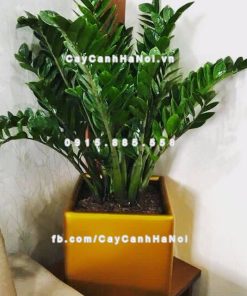 Chậu composite trồng cây cao cấp Anber 1476 (Vàng gold) 2 chau composite trong cay cao cap anber 1476vang gold 1