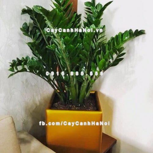 Chậu composite trồng cây cao cấp Anber 1476 (Vàng gold) 7 chau_composite_trong_cay_cao_cap_anber_1476vang_gold-1