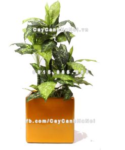 Chậu composite trồng cây cao cấp Anber 1476 (Vàng gold) 1 chau composite trong cay cao cap anber 1476vang gold 4 1