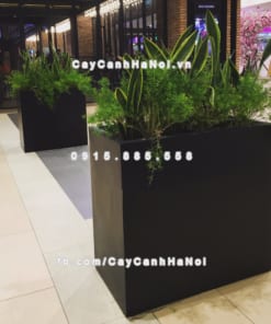 chau composite trong cay cao cap anber 1772den mo 3