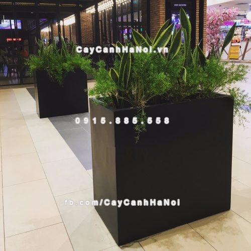 chau_composite_trong_cay_cao_cap_anber_1772den_mo-3