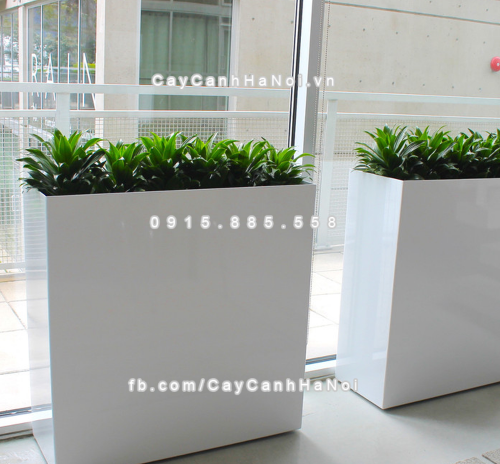 chau_composite_trong_cay_cao_cap_anber_1772trang-bong-1