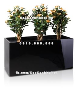 Chậu composite trồng cây cao cấp Anber 5001 (Đen bóng) 4 chau composite trong cay cao cap anber 5001den bong 5