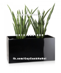 Chậu composite trồng cây cao cấp Anber 5001 (Đen bóng) 5 chau composite trong cay cao cap anber 5001den bong 6