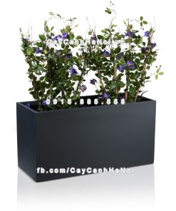 Chậu composite trồng cây cao cấp Anber 5001 (Đen mờ) 3 chau composite trong cay cao cap anber 5001den mo 5