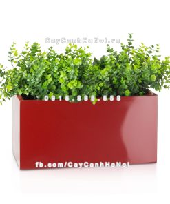 Chậu composite trồng cây cao cấp Anber 5001 (Đỏ đô) 3 chau composite trong cay cao cap anber 5001do bong 4