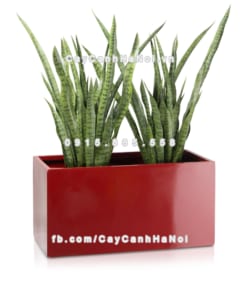 Chậu composite trồng cây cao cấp Anber 5001 (Đỏ đô) 5 chau composite trong cay cao cap anber 5001do bong 6