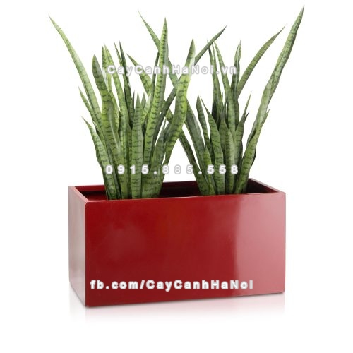 chau_composite_trong_cay_cao_cap_anber_5001do-bong-6