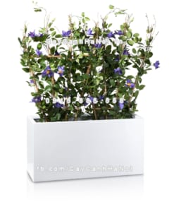 Chậu composite trồng cây cao cấp Anber 5001 (Trắng bóng) 1 chau composite trong cay cao cap anber 5001trag bong 1