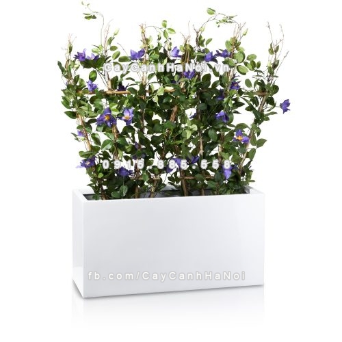 chau_composite_trong_cay_cao_cap_anber_5001trag-bong-1