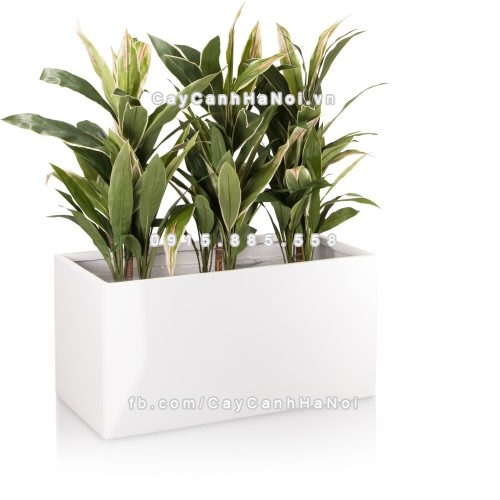 chau_composite_trong_cay_cao_cap_anber_5001trag-bong-5