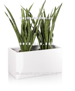 Chậu composite trồng cây cao cấp Anber 5001 (Trắng bóng) 5 chau composite trong cay cao cap anber 5001trag bong 6