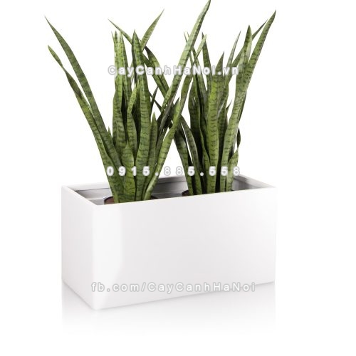 chau_composite_trong_cay_cao_cap_anber_5001trag-bong-6