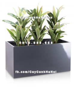 chau composite trong cay cao cap anber 5001xam bong 2