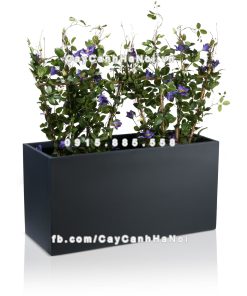 Chậu composite trồng cây cao cấp Anber 5001 (Xám mờ) 2 chau composite trong cay cao cap anber 5001xam mo 3