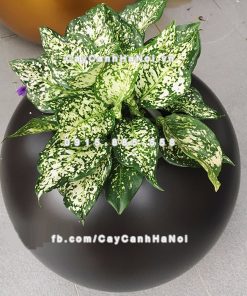 Chậu composite trồng cây cao cấp Anber SE8889 (Nâu mờ) 2 chau composite trong cay cao cap anber se8889 nau mo 3