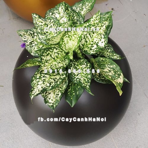 chau_composite_trong_cay_cao_cap_anber_se8889_nau_mo_3