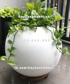 Chậu composite trồng cây cao cấp Anber SE8889 (Trắng mờ) 3 chau composite trong cay cao cap anber se8889 trang mo 3