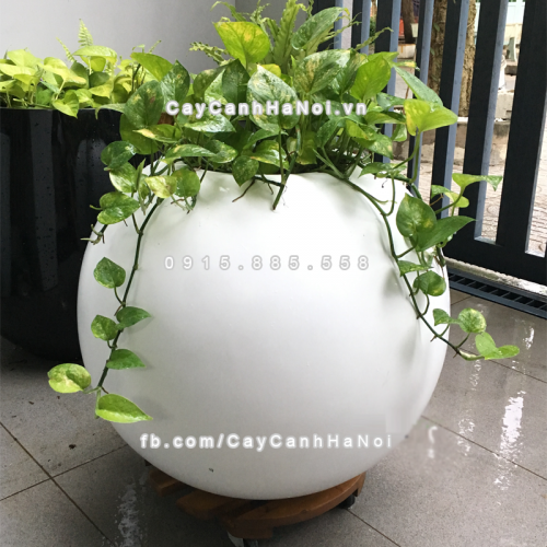 chau_composite_trong_cay_cao_cap_anber_se8889_trang_mo_3