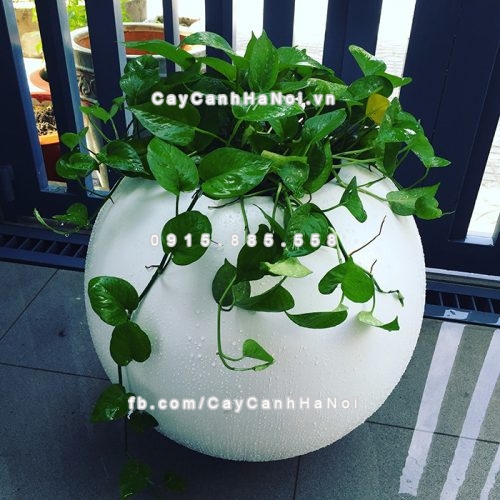 chau_composite_trong_cay_cao_cap_anber_se8889_trang_mo_4