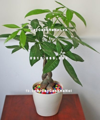 3-loai-cay-canh-thich-hop-nhat-de-trong-trong-nha-1