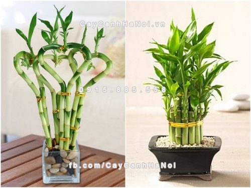 3-loai-cay-canh-thich-hop-nhat-de-trong-trong-nha-2