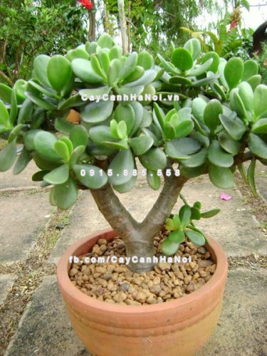 5-loai-cay-canh-dep-sinh-tai-loc-trong-trong-nha-khong-bo-qua-1