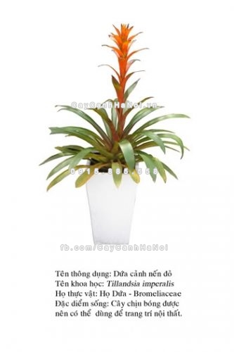 5-loai-cay-canh-sinh-tai-loc-trong-nha-khong-bo-qua-1