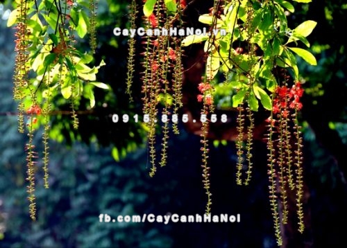 5-loai-cay-canh-sinh-tai-loc-trong-nha-khong-bo-qua-2