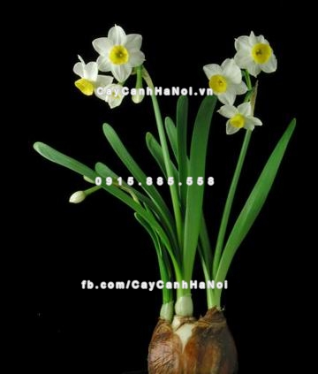 ba-loai-hoa-dep-dat-ban-lam-viec-1