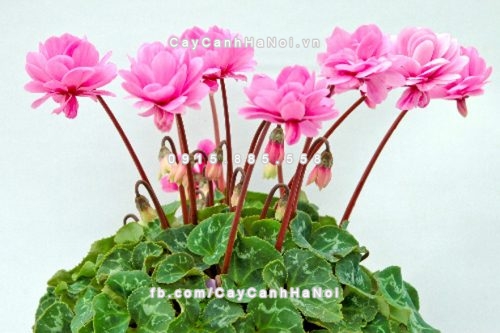 ba loai hoa dep dat ban lam viec 2