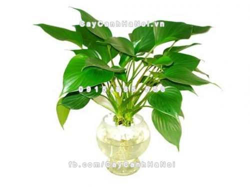 cay canh de ban lam viec co y nghia phong thuy tot 2