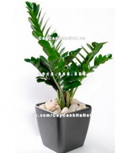 cay phong thuy de ban lam viec ruoc tai loc may man 2