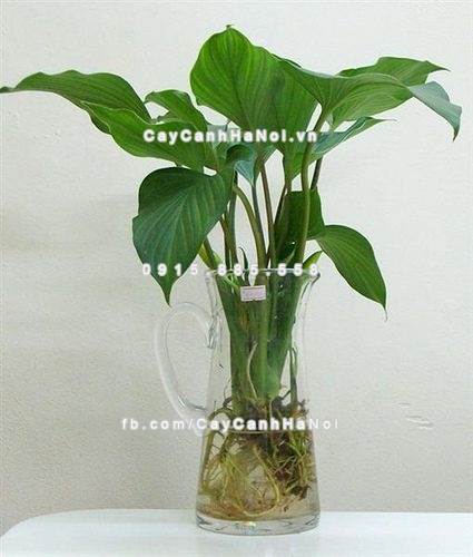 Cây phong thủy nên bài trí trong phòng làm việc 1 cay-phong-thuy-nen-bai-tri-trong-phong-lam-viec-1