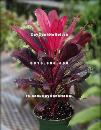 cong viec suon se nho cay phong thuy de ban 1