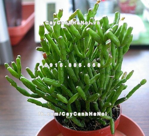 cong-viec-suon-se-nho-cay-phong-thuy-de-ban-2