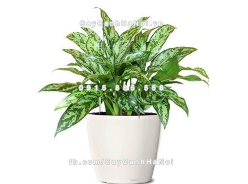 goi-y-ban-bon-cay-canh-de-ban-lam-viec-vua-dep-vua-co-y-nghia-phong-thuy-tot-1