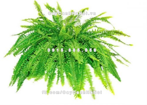 nen-chon-cay-gi-de-ban-lam-viec-1