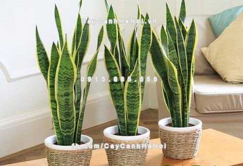 nen-chon-cay-gi-de-ban-lam-viec-2