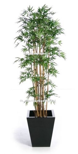 nhung cay canh trong trong nha duoc yeu thich 1