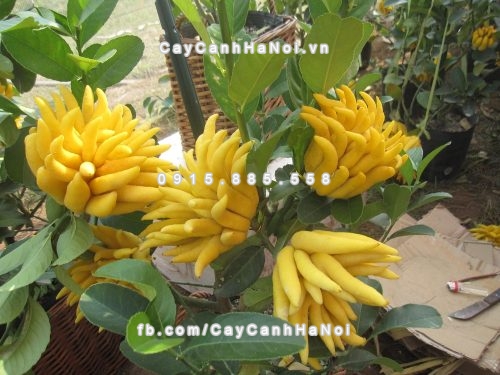 nhung loai cay phong thuy tren ban lam viec khong bo qua 2